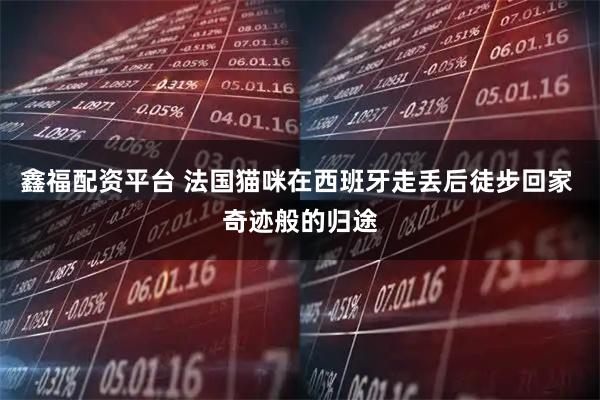 鑫福配资平台 法国猫咪在西班牙走丢后徒步回家 奇迹般的归途